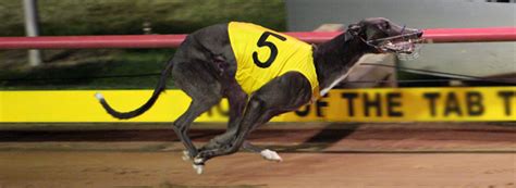 dogs with odds tonight greyhounds.